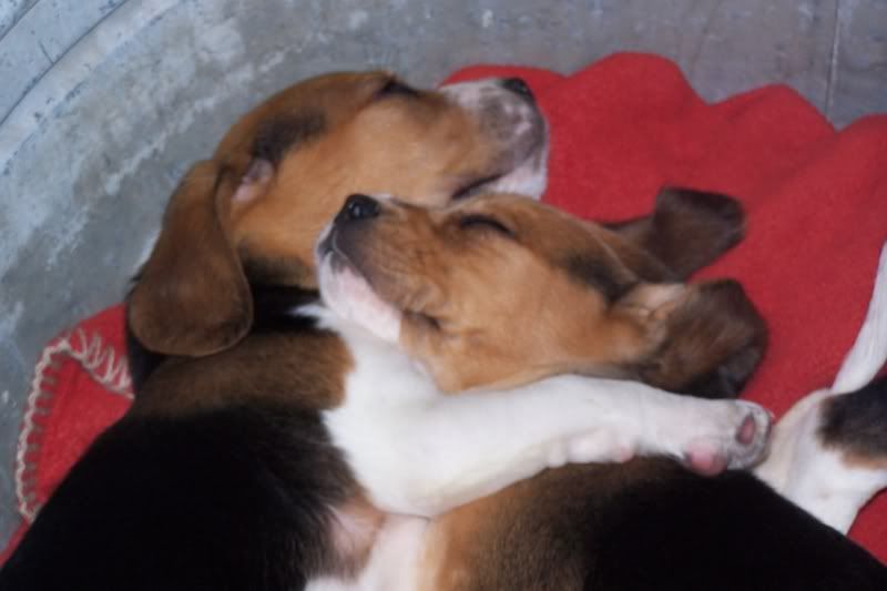 Sample_21-1.jpg puppies hugging image by meshea1127