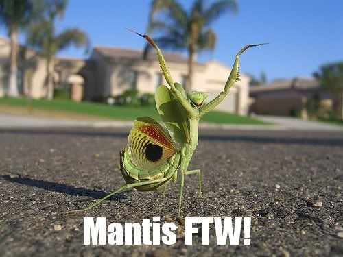Mantis.jpg