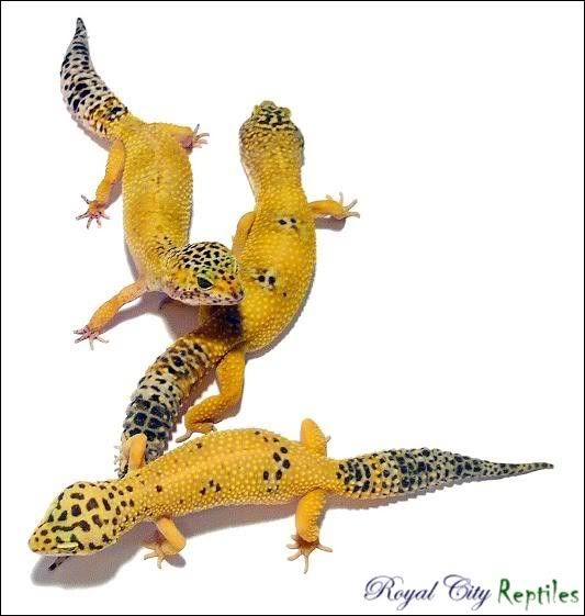 emtrio.jpg