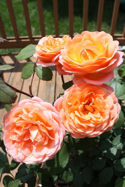 Lady Emma Hamilton Rose Review