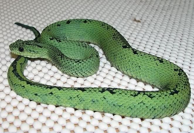 Bush Viper Snake