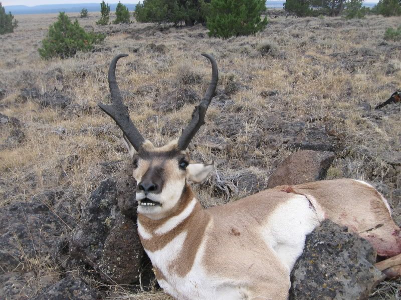 WarnerAntelope092.jpg