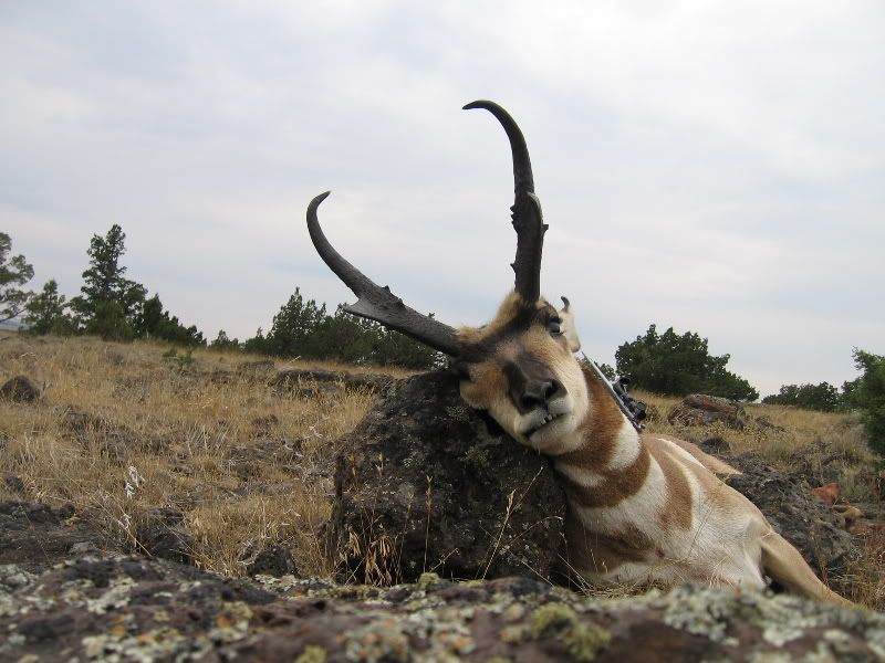 WarnerAntelope093.jpg