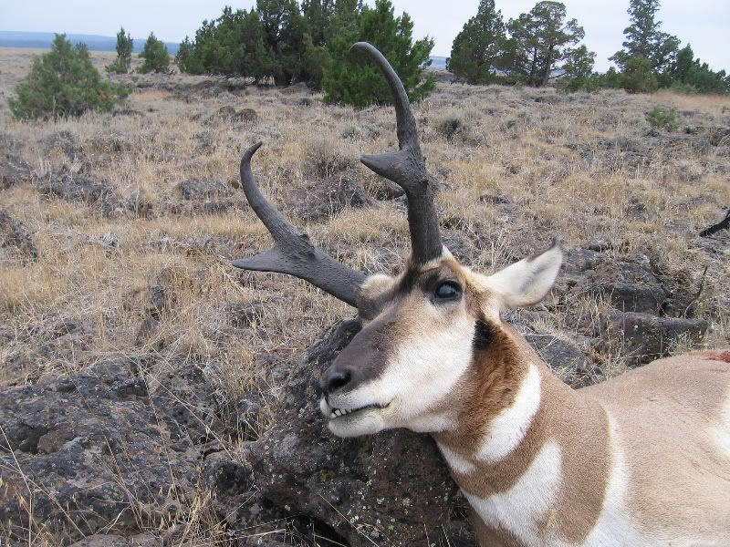 WarnerAntelope094.jpg