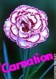 Carnation