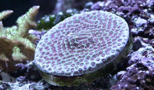  003 - Brian's 270 Starphire