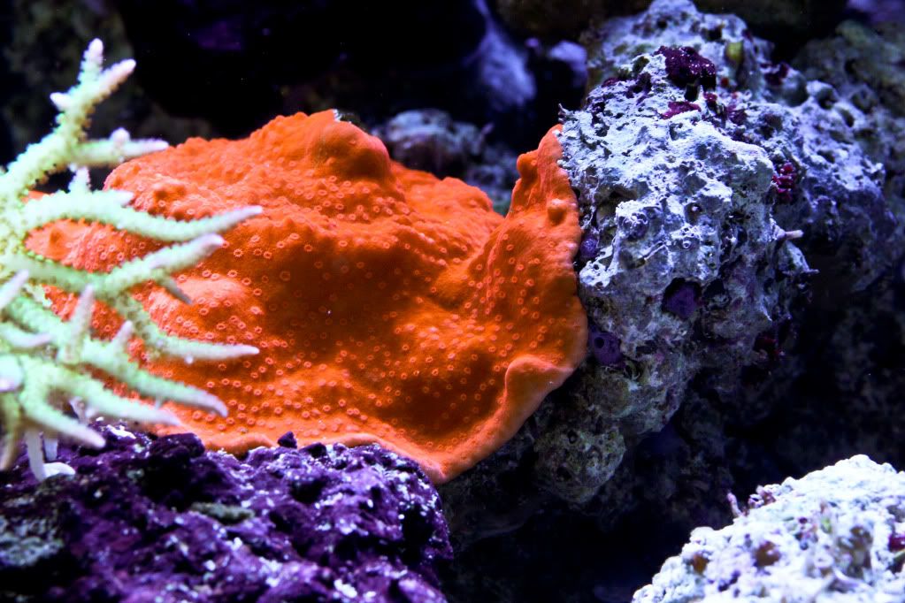 CRTOTM016 - Dejavu's Angelic Reef
