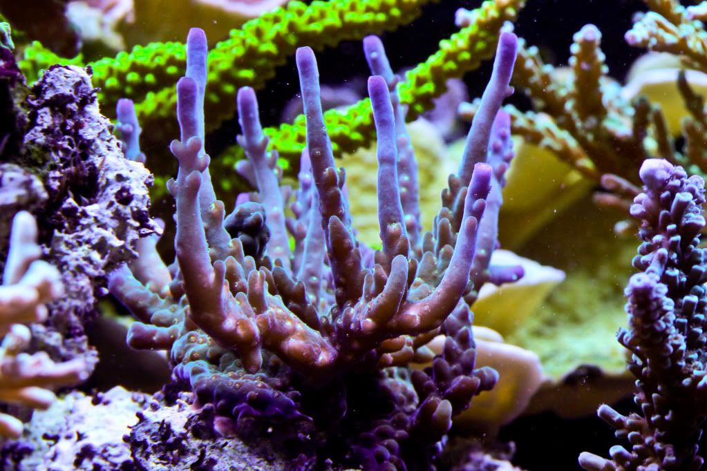 CRTOTM060 - Dejavu's Angelic Reef