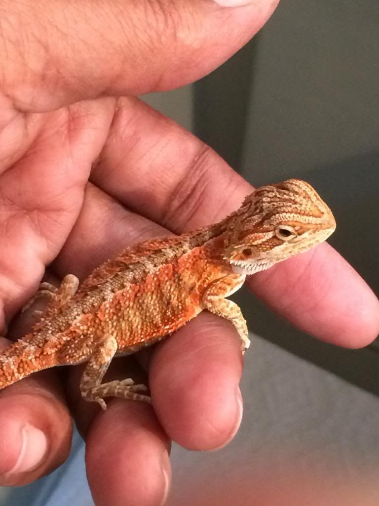 New Beardie with Serious Coccidia and ADV Great update! Dealing with Infectious Diseases