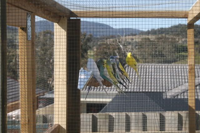 aviary002.jpg