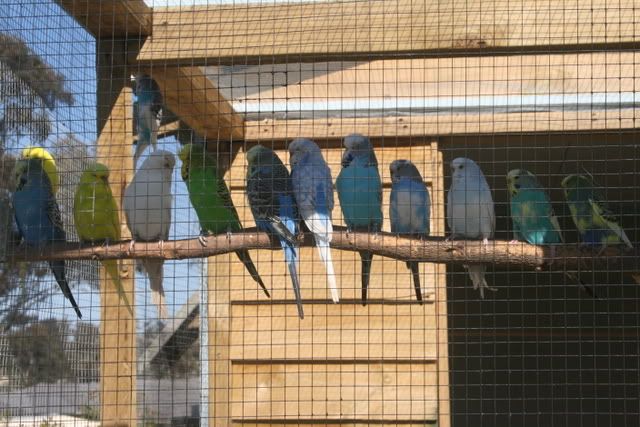 aviary003.jpg