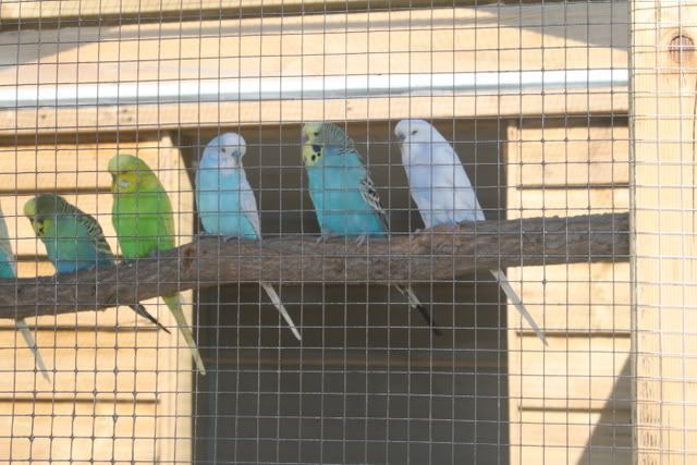aviary004.jpg