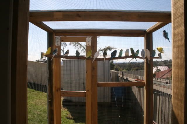 aviary006.jpg
