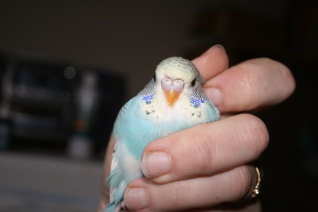 babies002.jpg