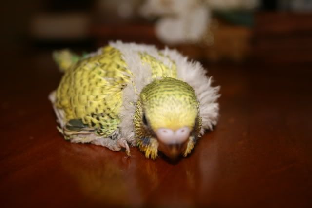 babies008.jpg