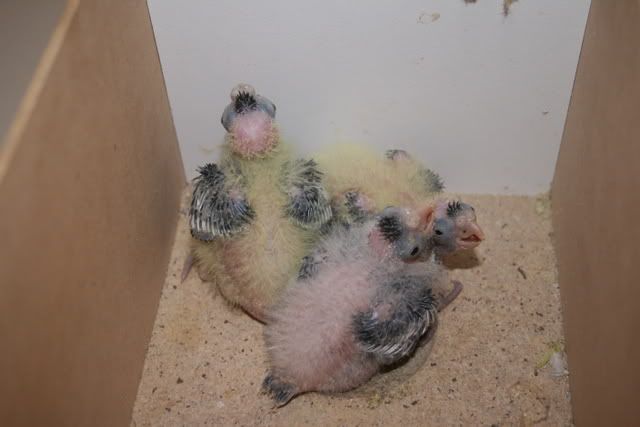 babies011.jpg