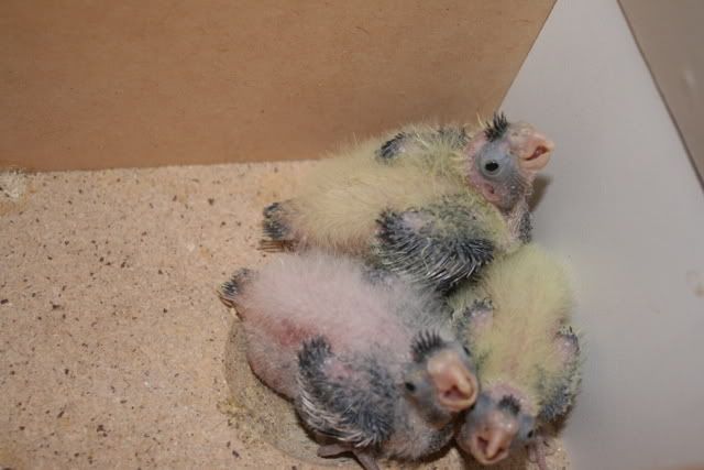 babies012.jpg
