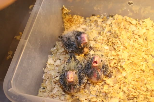 babies013.jpg