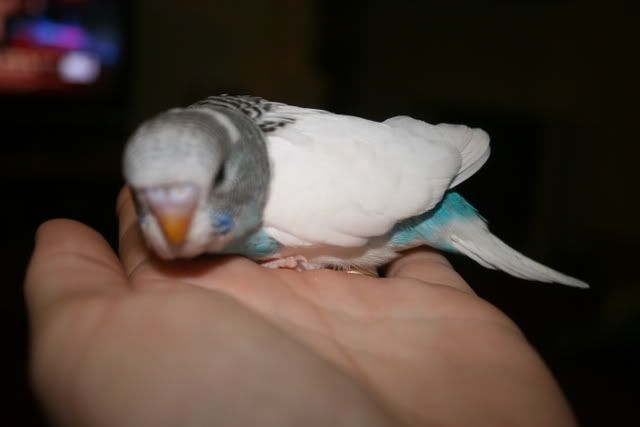 babies028.jpg
