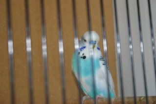 budgies008-1.jpg