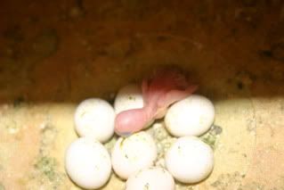chicks001.jpg