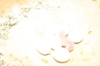 chicks002.jpg