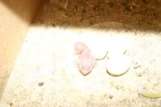 chicks003.jpg