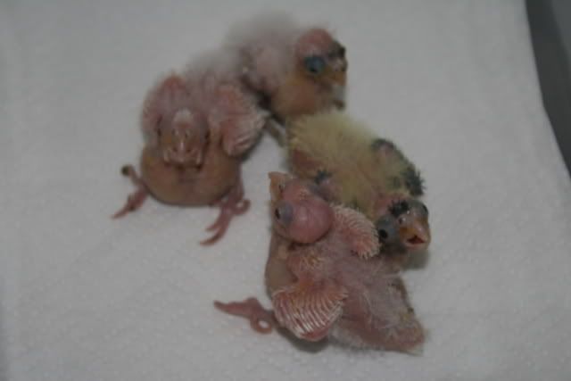 cockatiels001.jpg