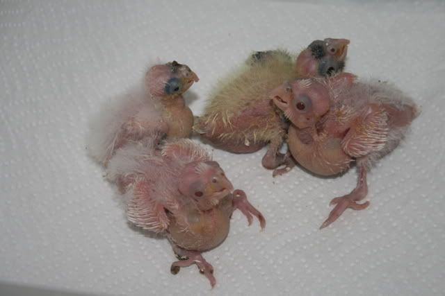 cockatiels002.jpg