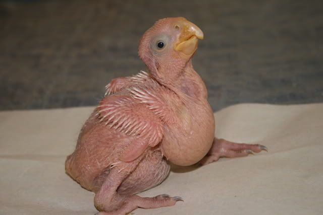 cockatiels003-1.jpg