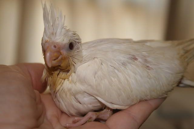 cockatiels004-1.jpg