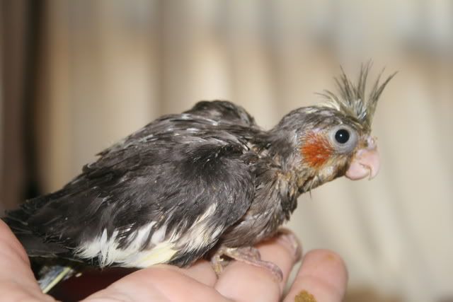 cockatiels006.jpg