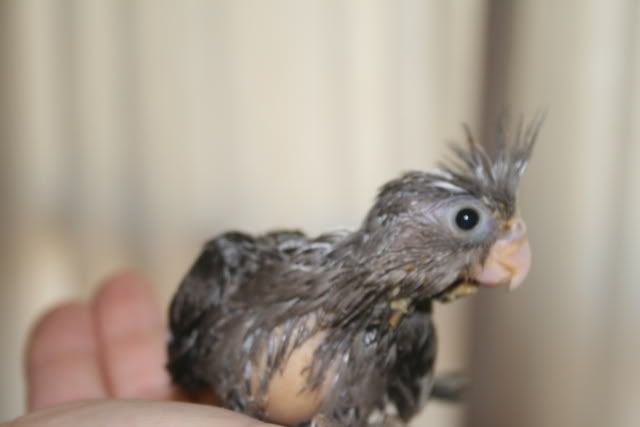 cockatiels007.jpg