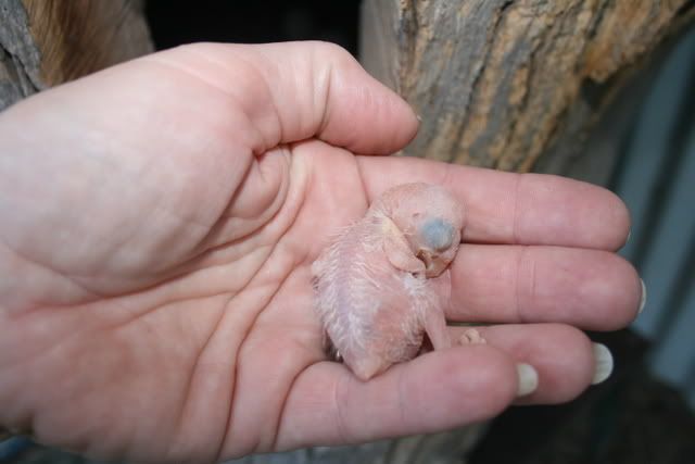 cockatiels097.jpg