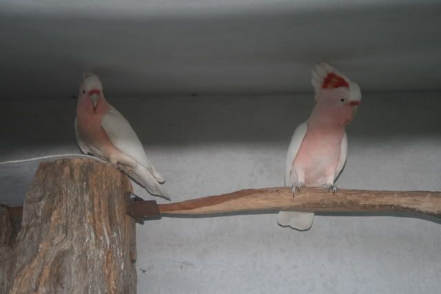 cockatiels098.jpg
