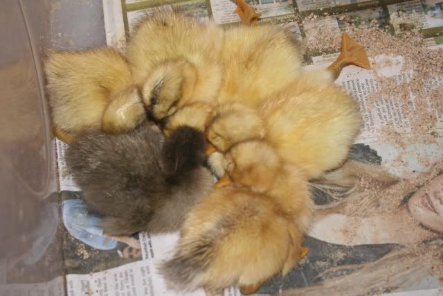 duckling.jpg