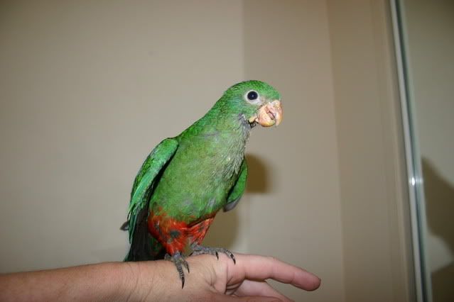 kingparrot002.jpg