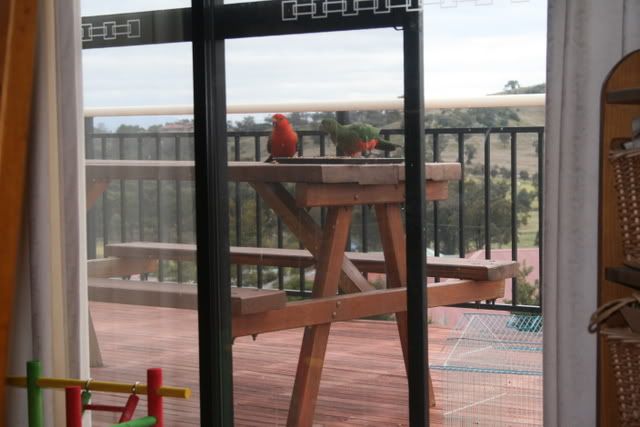 kingparrots004.jpg