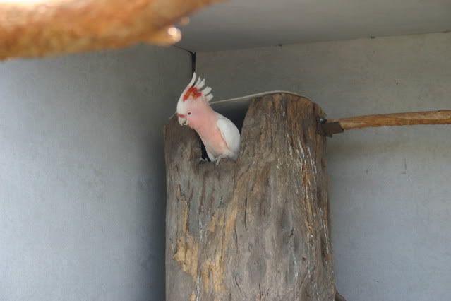 parrots004.jpg
