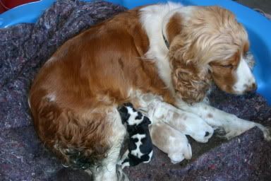 puppies003.jpg