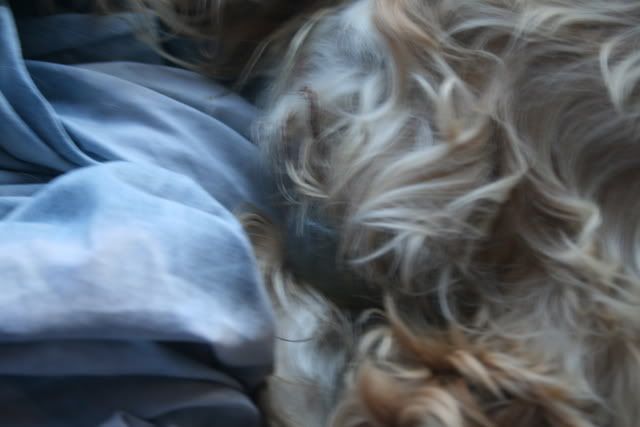 pups001-1.jpg