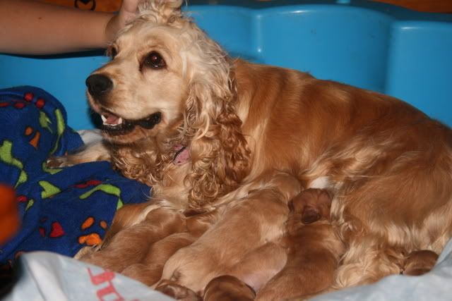 pups001-2.jpg