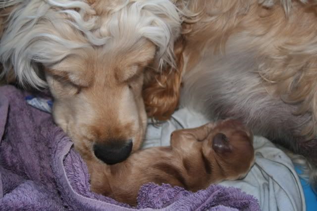 pups003-1.jpg
