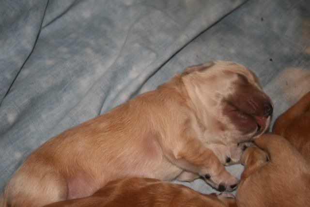 pups004-1.jpg