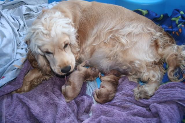 pups004.jpg