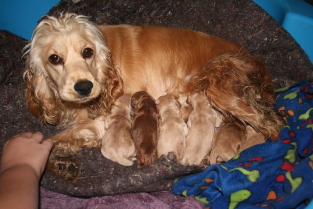 pups006.jpg