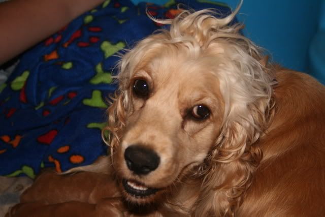 pups007.jpg