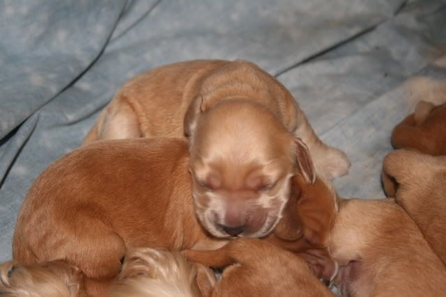 pups009.jpg