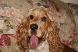pups010.jpg