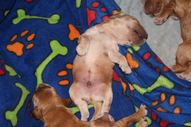 pups011.jpg